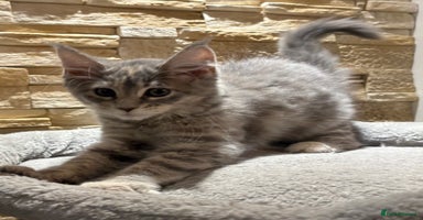 Maine Coon cats - Advert 12