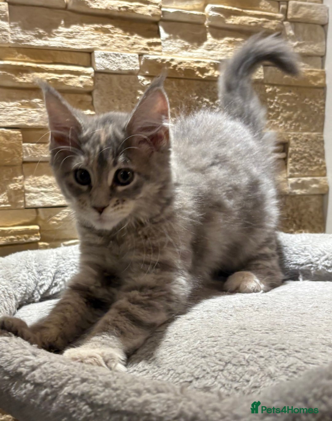 Maine Coon cats for sale: Pure blood Maine coon kittens  - Image 19