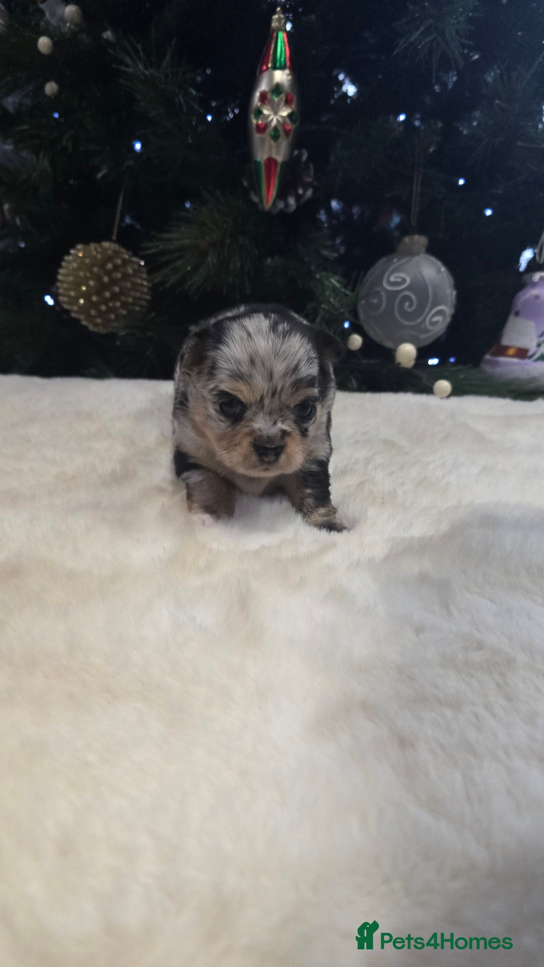 Chihuahua dogs for sale: Chihuahua puppies Russian ancestry with perfect bo - Advert 38