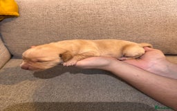 Mixed Breed dogs for sale: 🔥❤️ Beautiful labrador fur baby’s 🔥❤️ - Image 7