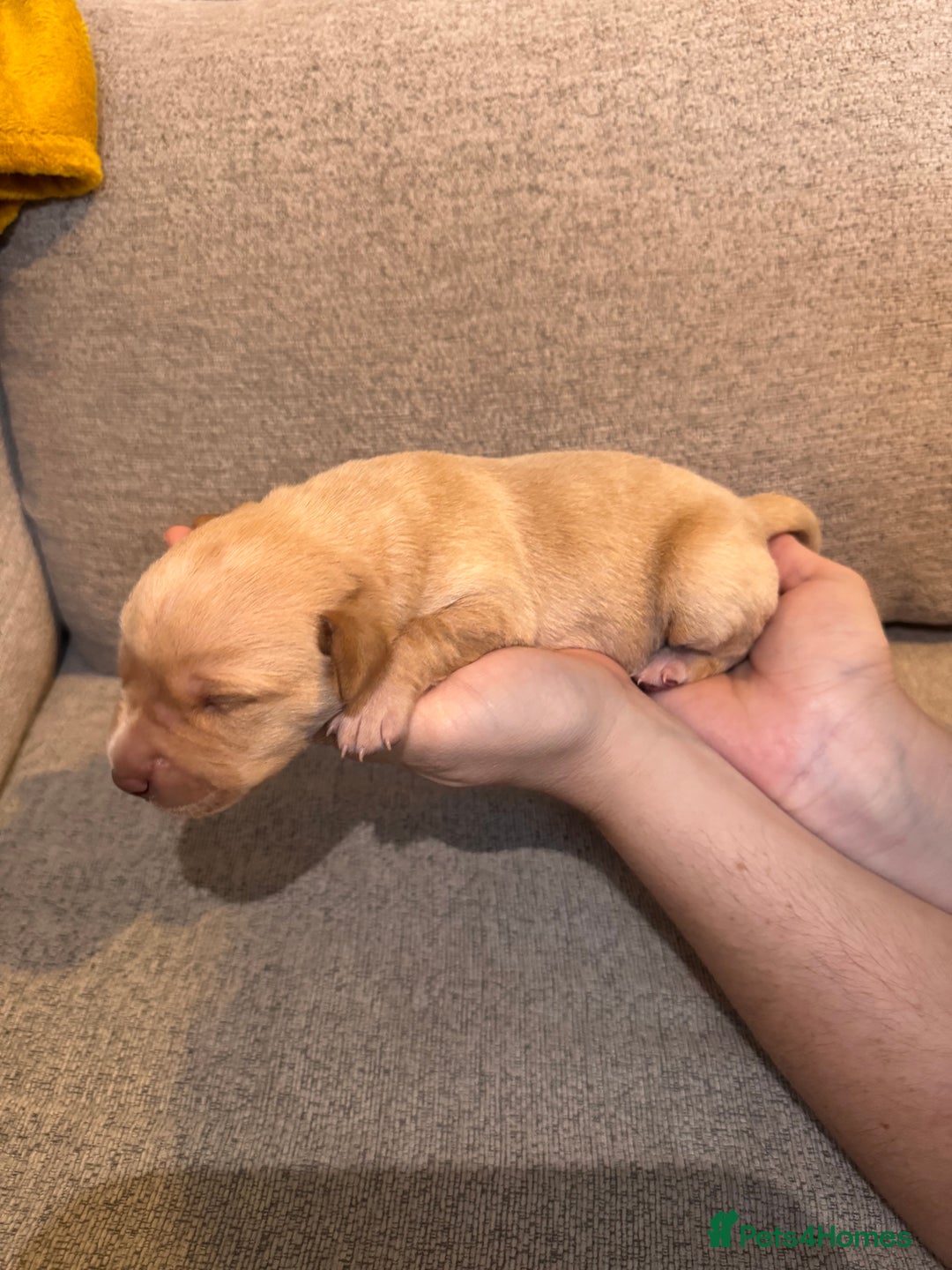 Mixed Breed dogs for sale: 🔥❤️ Beautiful labrador fur baby’s 🔥❤️ - Image 7
