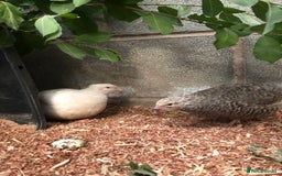 Quail poultry for sale: Jumbo & Celadon (blue egg) Coturnix Quail & eggs - Image 17
