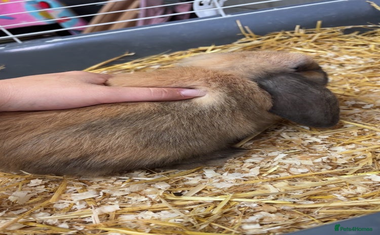 Mini Lop rabbits - Advert 16