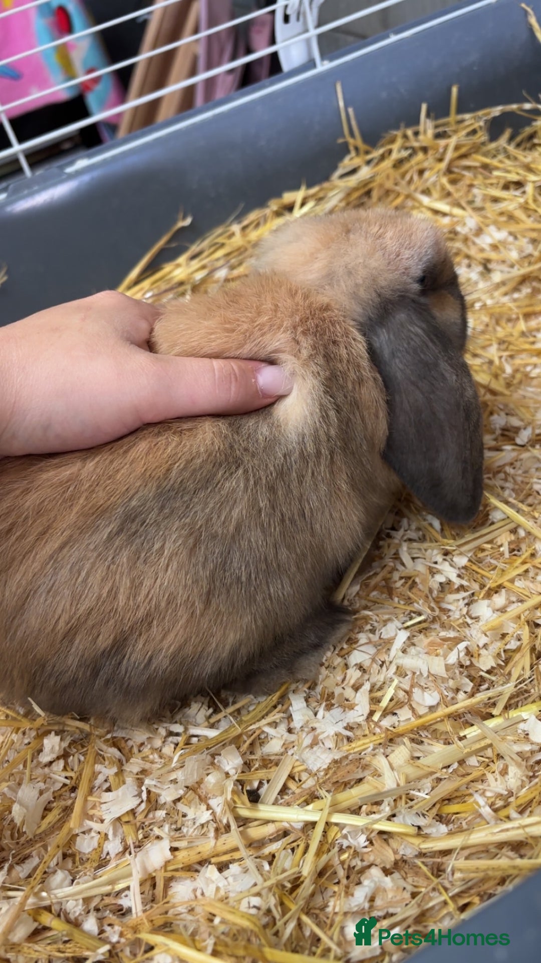 Mini Lop rabbits for sale: Female mini lop - Image 1