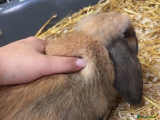 Mini Lop rabbits for sale - Advert 1