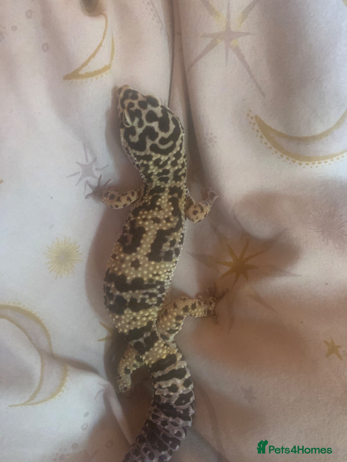 Leopard Gecko reptiles Male bandit leopard gecko  - Advert 8