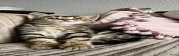 Mixed Breed cats for sale: Beautiful female cat looking for a home. - Advert 3