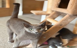 Russian Blue cats for sale: Russian Blue x Beautiful kittens  - Image 2