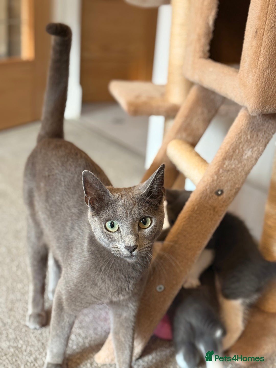 Russian Blue cats for sale: Russian Blue x Beautiful kittens  - Image 2