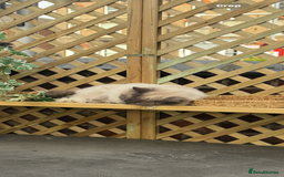 Domestic Shorthair cats for sale: Heartbreakingly a marriage breakup forces rehome - Image 31