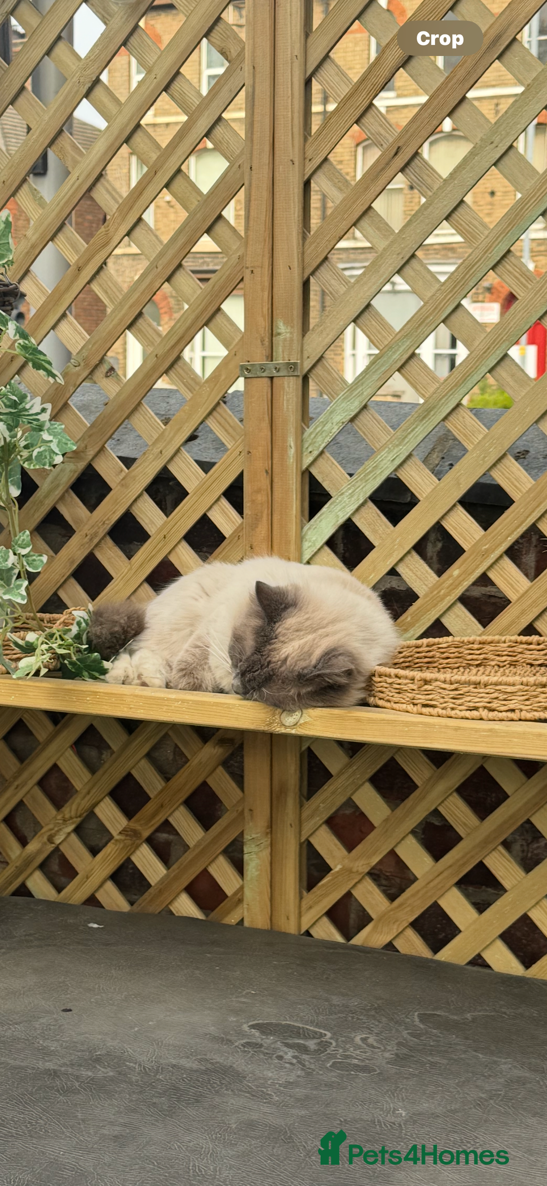 Domestic Shorthair cats for sale: Heartbreakingly a marriage breakup forces rehome - Image 31