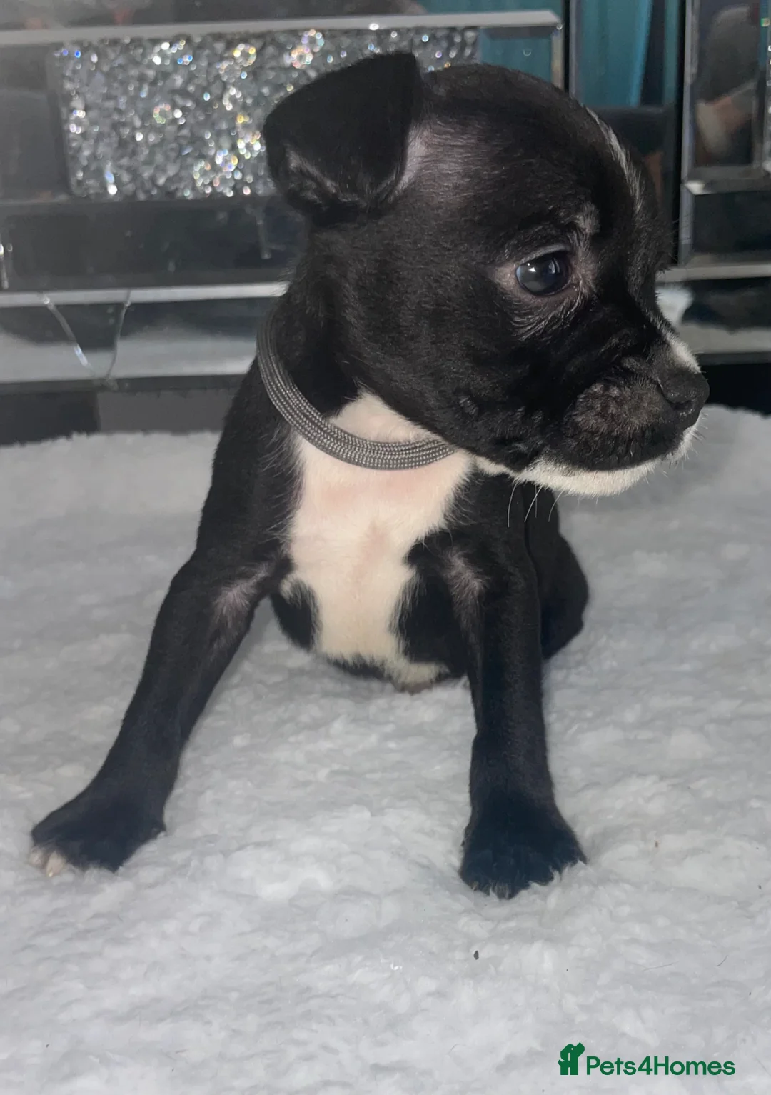 Staffordshire Bull Terrier dogs for sale: 6 stunning KC registered Staffy puppy’s  - Advert 1