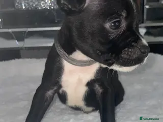 Staffordshire Bull Terrier dogs 6 stunning KC registered Staffy puppy’s - Advert 6