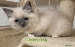 Ragdoll cats for sale: Ragdolls kittens- - Advert 30