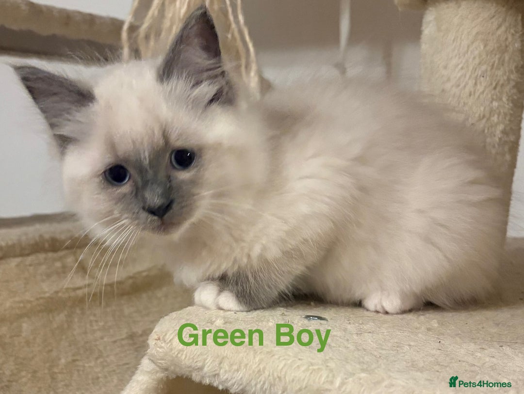 Ragdoll cats for sale: Ragdolls kittens- - Advert 30