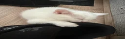 Mixed Breed cats for sale: Kittens  - Advert 2