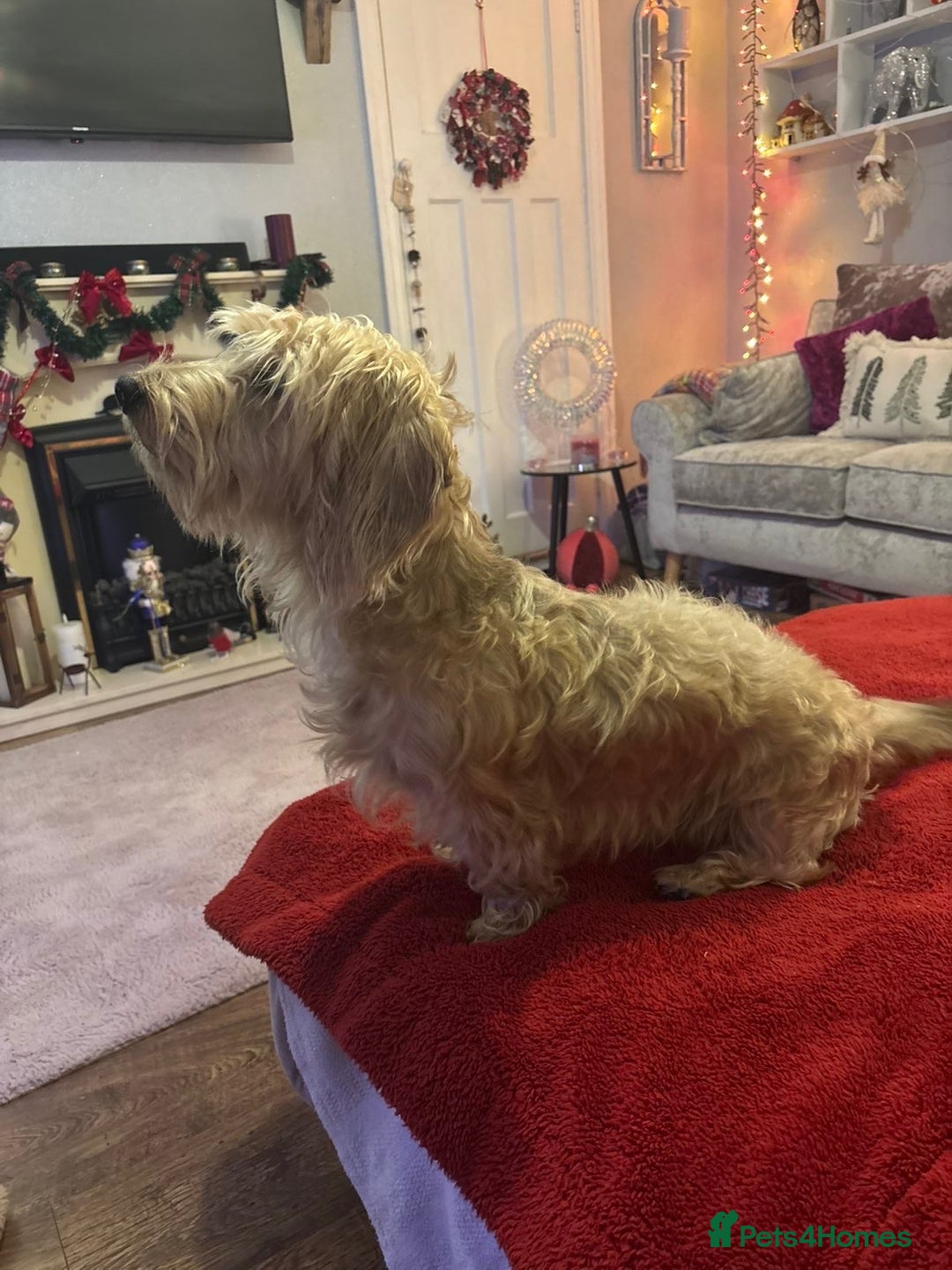 Dachshund dogs for sale: Pedigree standard cream wirehaired Dachshund  - Advert 9