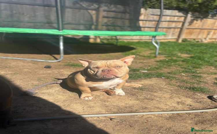American Bully dogs - Advert 1