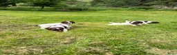 English Springer Spaniel dogs for sale: English Springer Spaniel  in Dunkeld - Advert 7