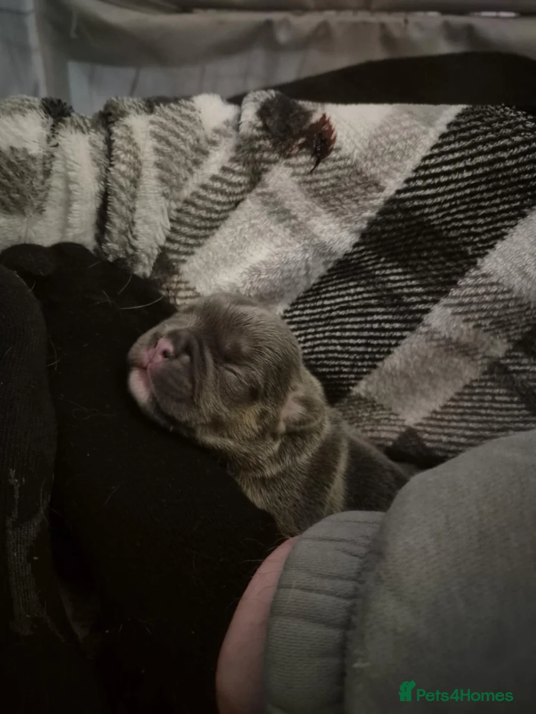 French Bulldog dogs for sale: French Bulldog puppies - Advert 4