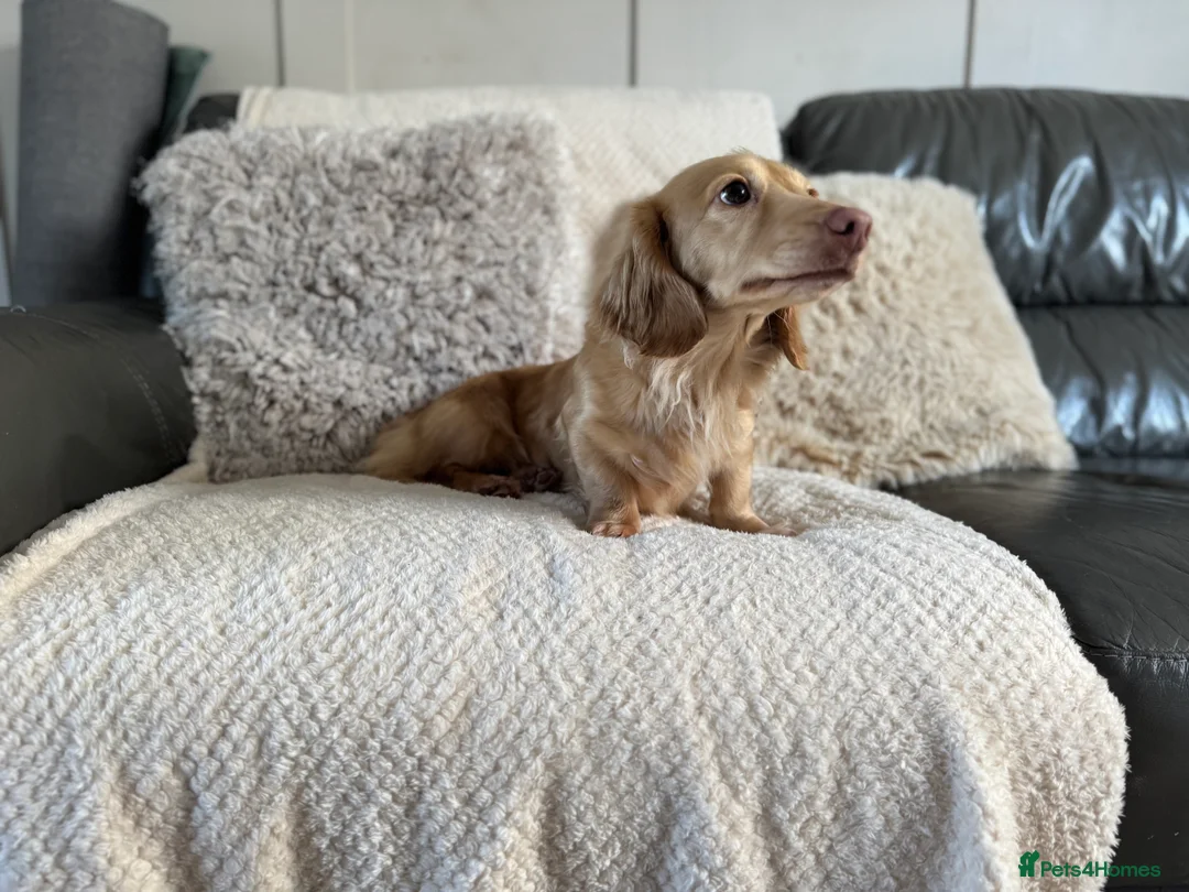 Miniature Dachshund dogs for sale: Miniature dachshund  - Advert 5