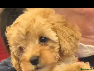 Toy Poodle dogs Apricot female toy poodle - Advert 9