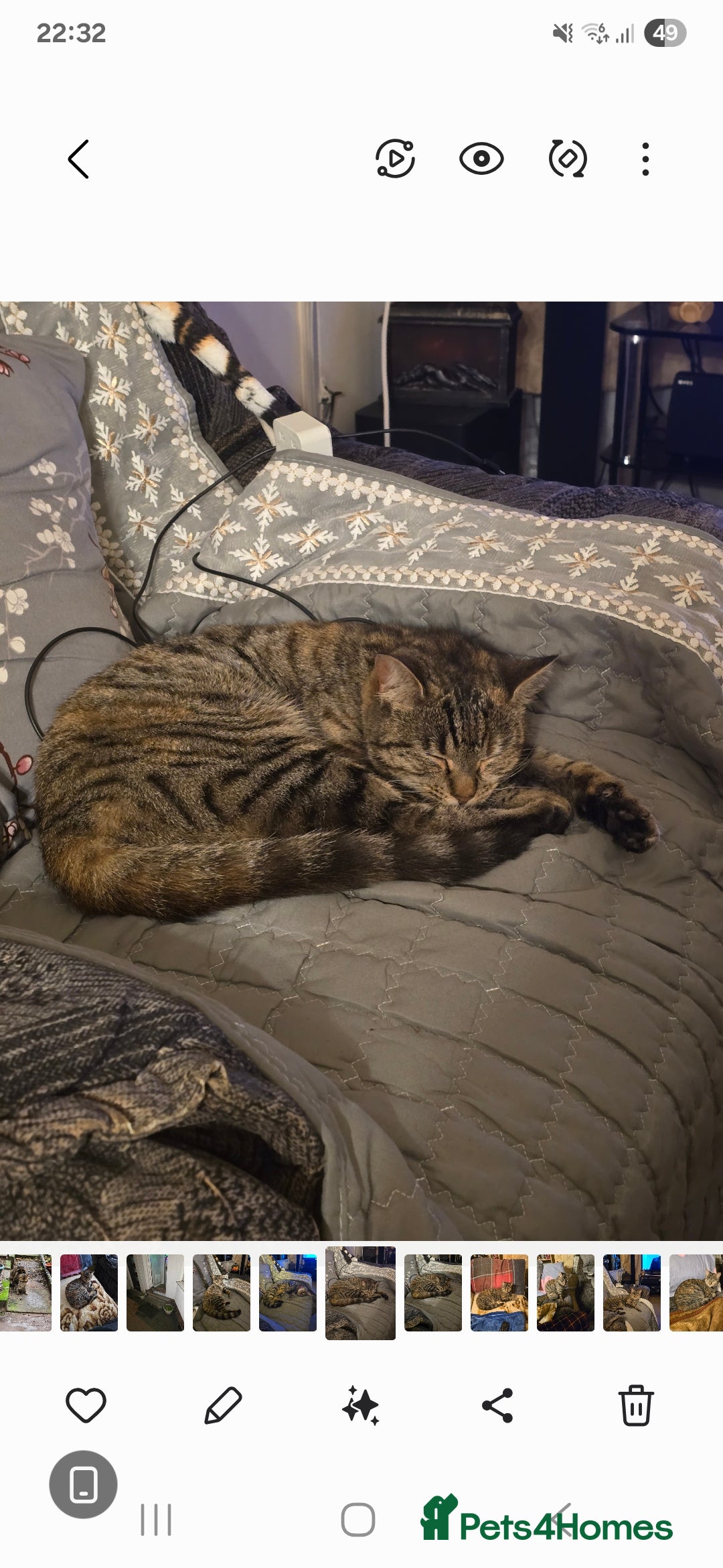 Mixed Breed cats for sale: Mixed breed female cat Free to a good home - Image 5