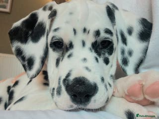 Dalmatian dogs ❤️Pick of the litter available!❤️ - Advert 15