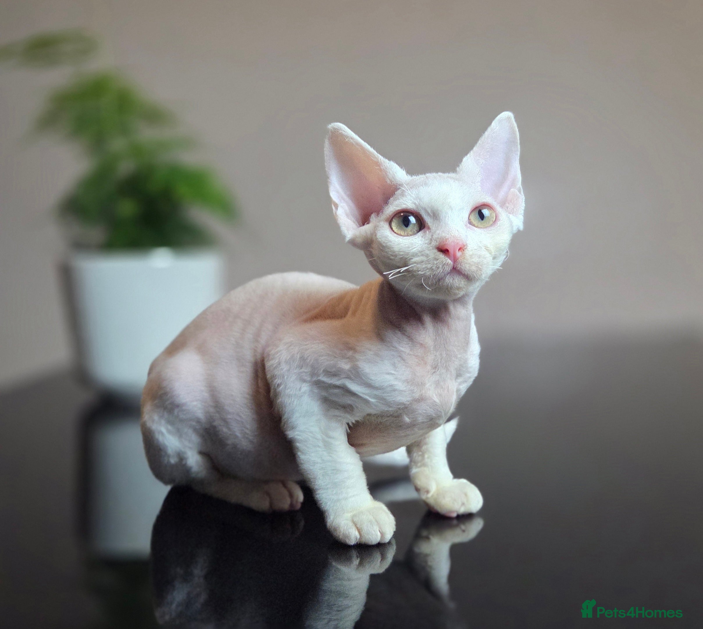 Devon Rex cats ✨ Beautiful Devon Rex White Girl–GCCF Registered ✨ - Advert 5