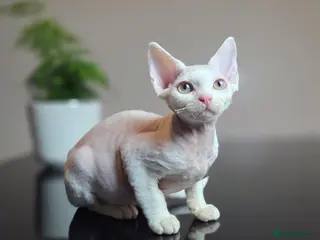 Devon Rex cats ✨ Beautiful Devon Rex White Girl–GCCF Registered ✨ - Advert 5