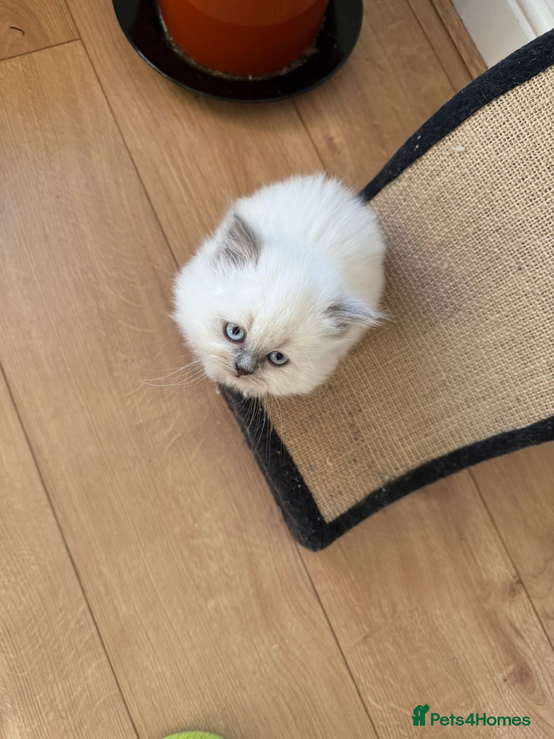 British Shorthair cats for sale: British Shorthair Kittens - Image 4