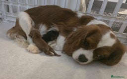 Cavalier King Charles Spaniel dogs for sale: Ruby boys kc cavalier King Charles puppies  - Image 13