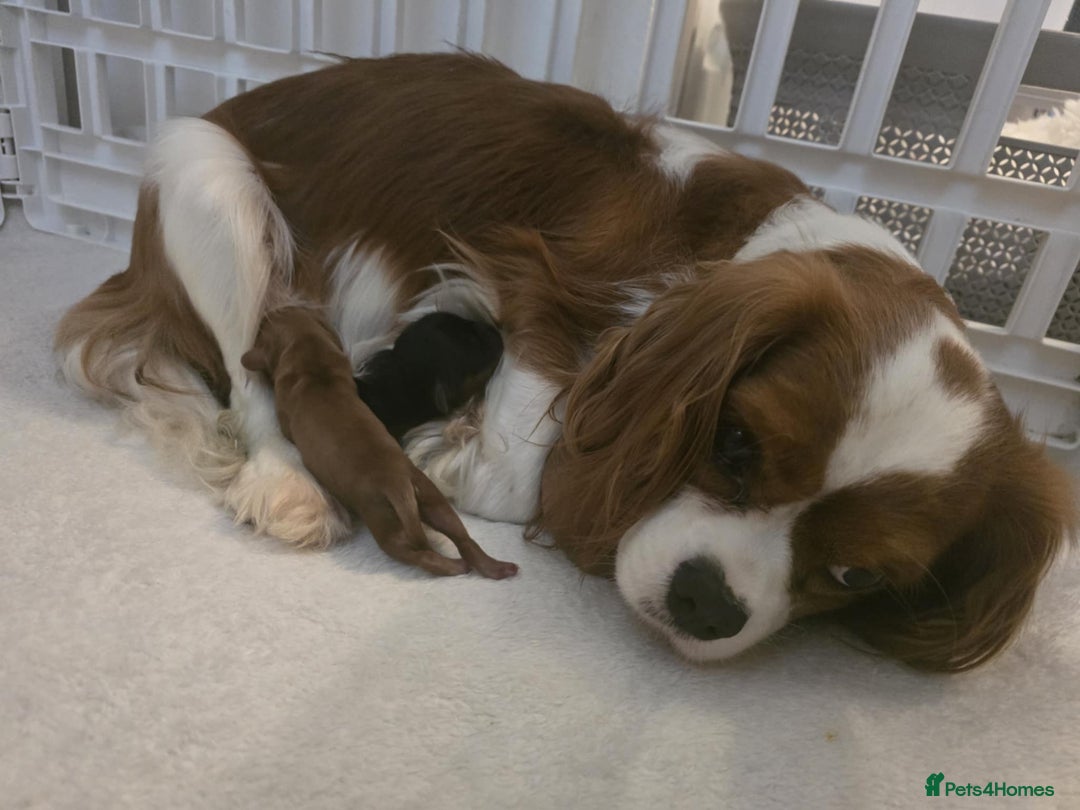 Cavalier King Charles Spaniel dogs for sale: Ruby boys kc cavalier King Charles puppies  - Image 13