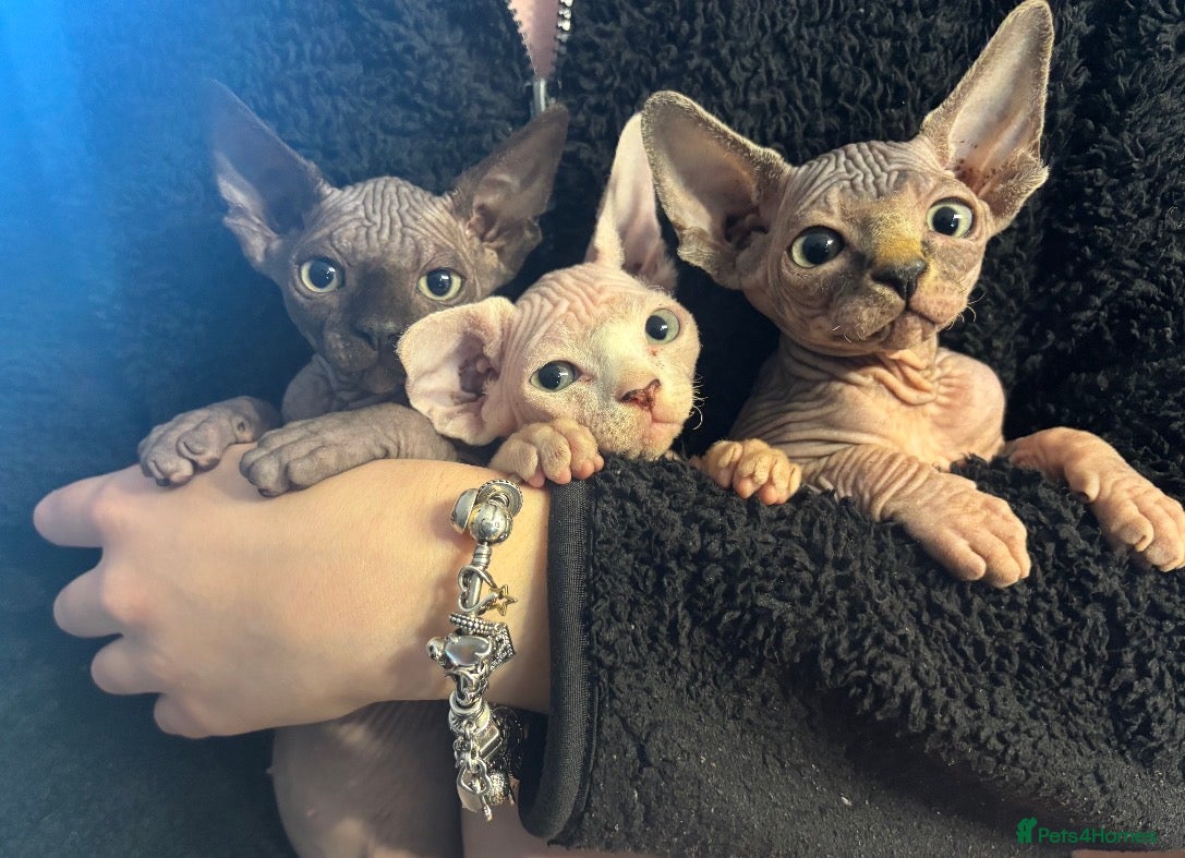 Sphynx cats Beautiful sphynx kittens for sale🥹 - Advert 1