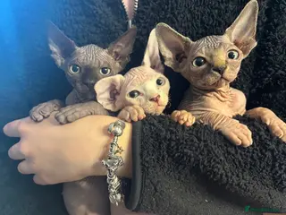 Sphynx cats Beautiful sphynx kittens for sale🥹 - Advert 3