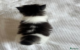 Ragdoll cats for sale: Ragdoll Mix Long-Haired Fluffy Kittens! - Image 11
