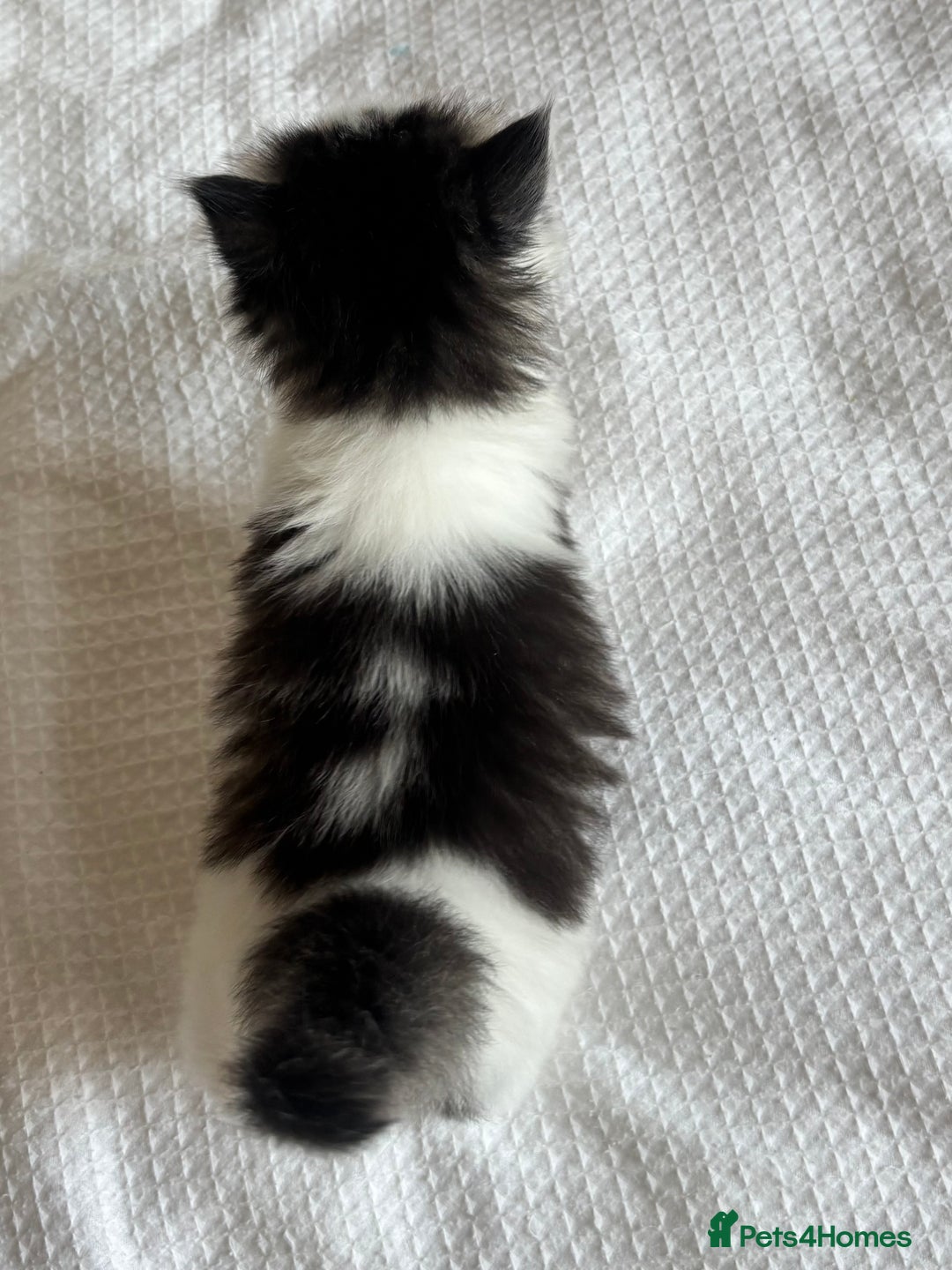 Ragdoll cats for sale: Ragdoll Mix Long-Haired Fluffy Kittens! - Image 11