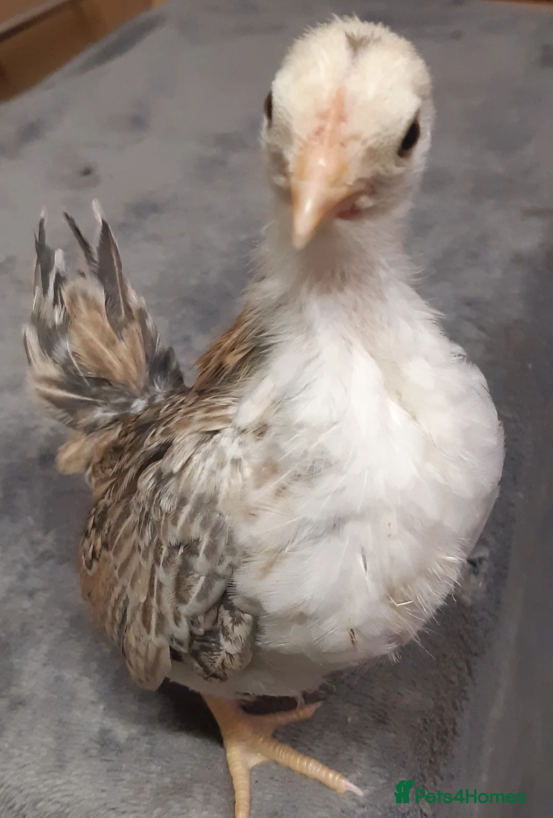 Chickens poultry for sale: Serama Bantams  - Advert 5
