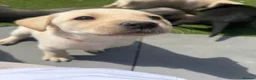 Labrador Retriever dogs for sale: Working Labs  - Advert 15