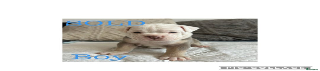Olde English Bulldogge Puppy 5