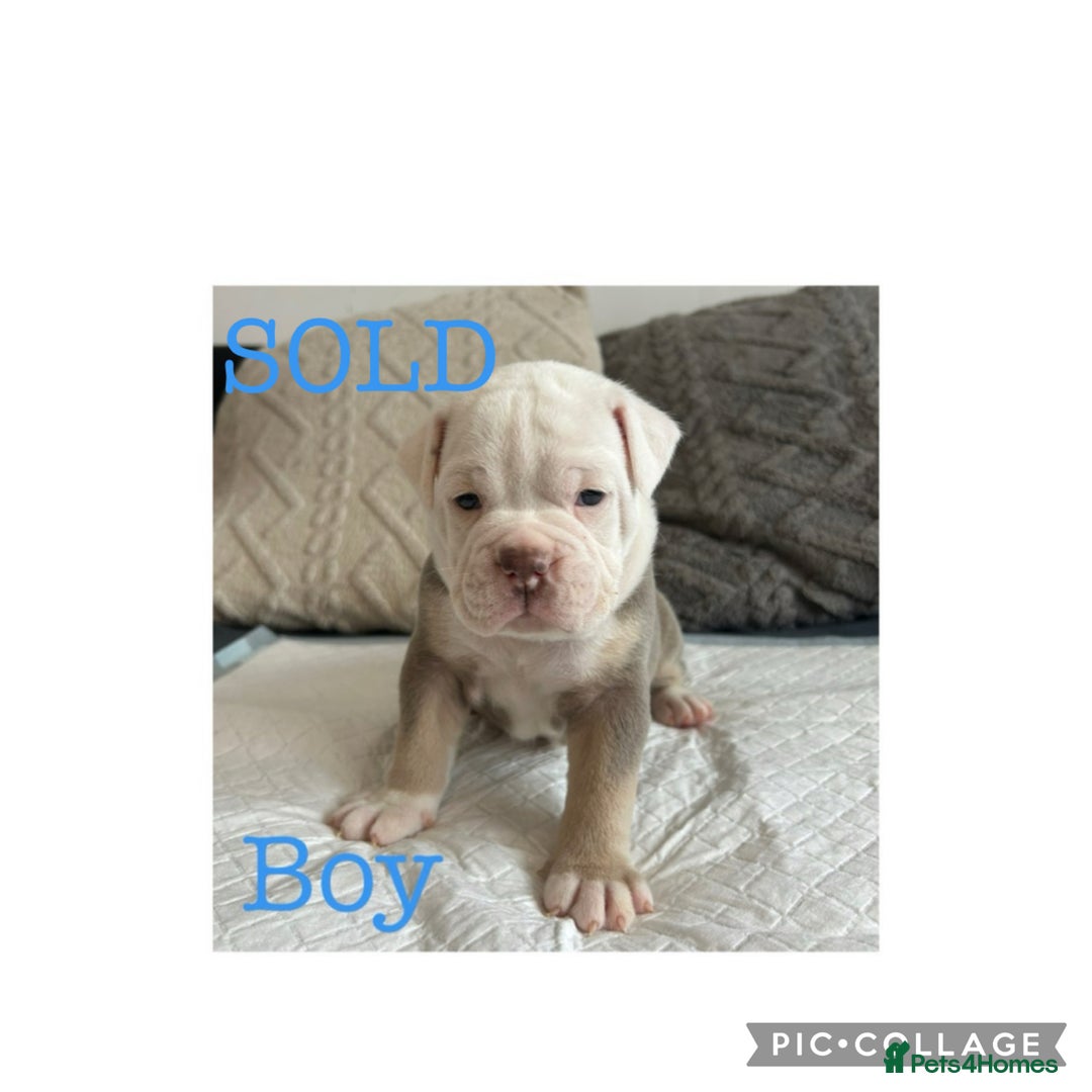 Olde English Bulldogge dogs for sale: 7 olde English bulldogs puppies - Image 6
