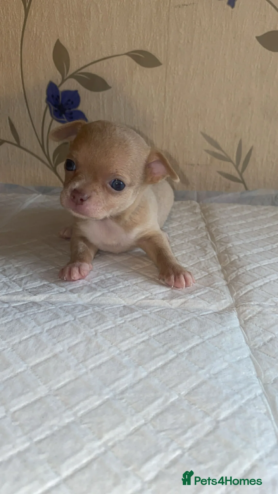 Chihuahua dogs for sale: chihuahua puppis for sale  - Advert 13
