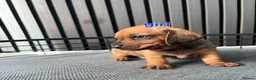 Miniature Dachshund dogs for sale: BEAUTIFUL MINIATURE DACHSHUND  - Advert 10