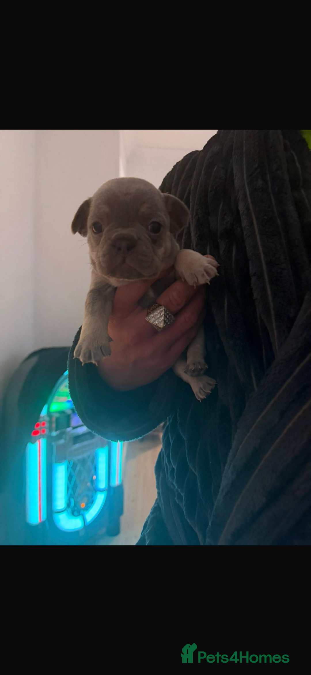 French Bulldog dogs for sale: 5 beautiful French bulldog puppies for sale 😍 - Advert 7