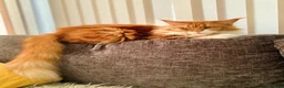 Maine Coon cats for sale: Adorable Maine coon kittens  - Advert 10