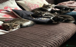 Mixed Breed cats for sale: 5 kittens for Sale - Image 12
