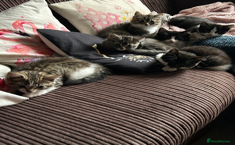 Mixed Breed cats - Advert 10