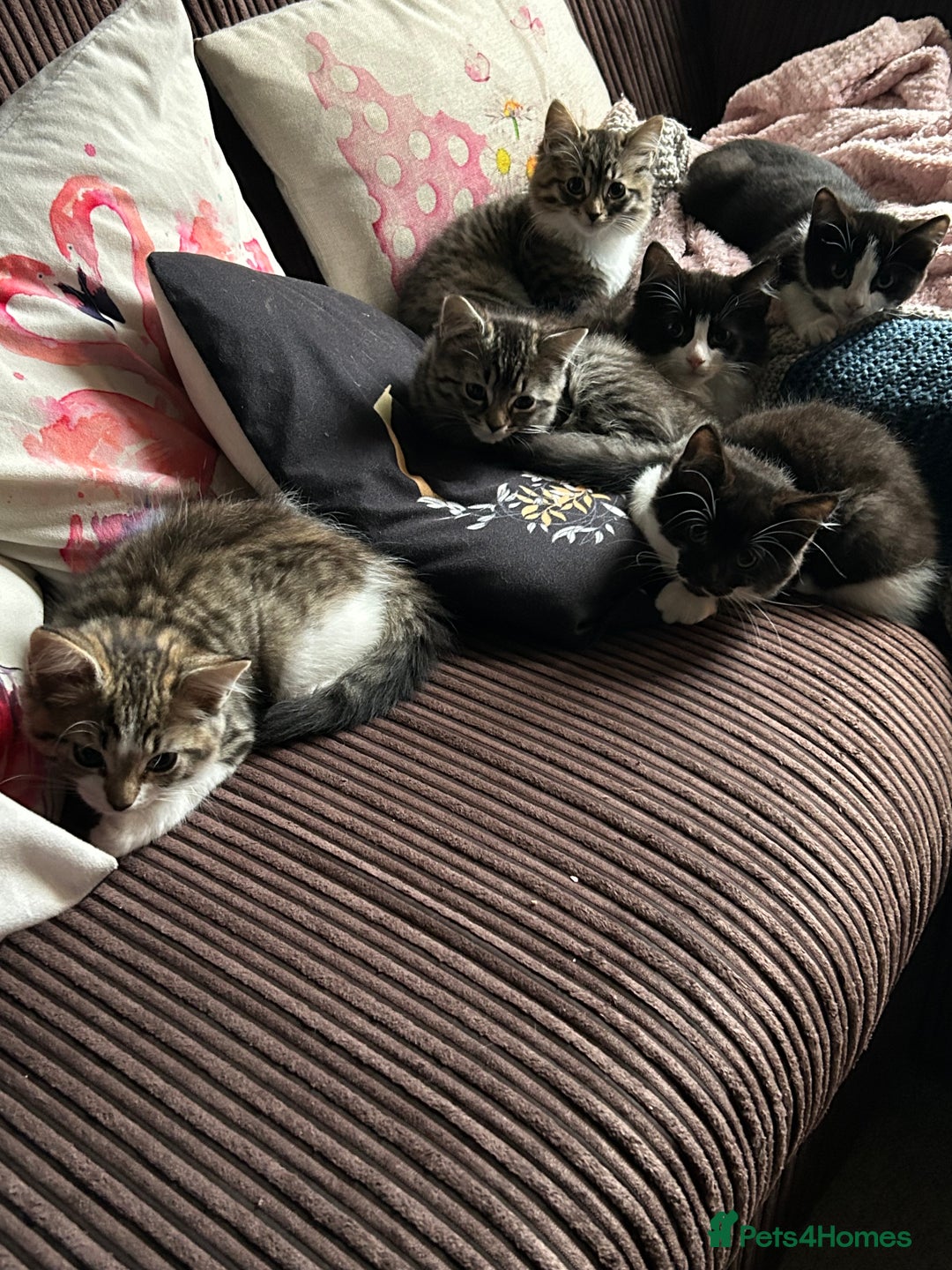 Mixed Breed cats for sale: 5 kittens for Sale - Image 12