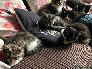 Mixed Breed cats - Advert 36