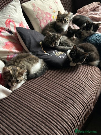 Mixed Breed cats - Advert 6